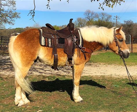 Ponies for sale craigslist - craigslist For Sale "horses" in Northern Michigan. see also. Unwanted horses. $0. Mancelona IMiller Farm Auction. $0. Saulte Ste. Marie, MI. ... 1966 Wheel Horse 656, …